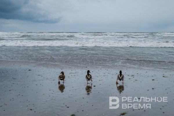 В Татарстане начали подготовку к охотничьему сезону на пернатую дичь