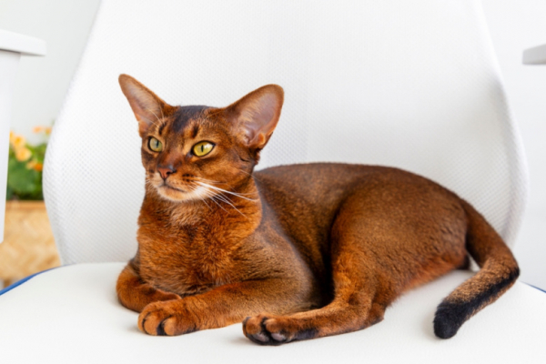 Почему кошки смотрят в одну точку: что на самом деле они там видят