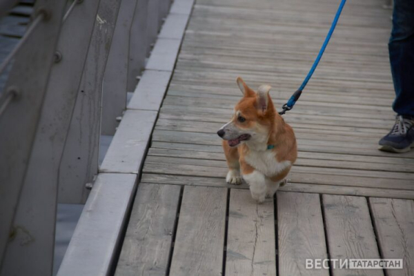 В Казани 28-29 марта пройдет бесплатная вакцинация домашних животных
