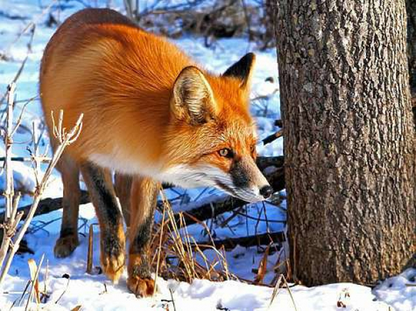 Лиса напала на жительницу Костанайской области