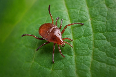 Когда ждать клещей в Тульской области: прогнозы