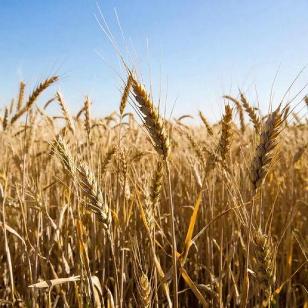 Из-за Трампа в Индии гибнет урожай пшеницы