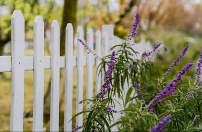 За выращивание шалфея предсказателей можно сесть на восемь лет