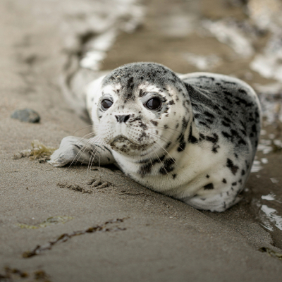 «Тюлени — главный индикатор здоровья Каспийского моря»