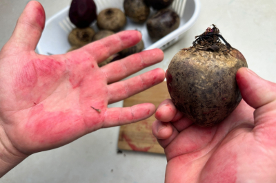 Свекольные пятна исчезнут за минуту: кухонный продукт очистит руки без вреда коже