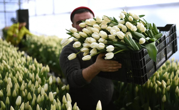 Насколько разорятся казанские мужчины на цветы 8 Марта