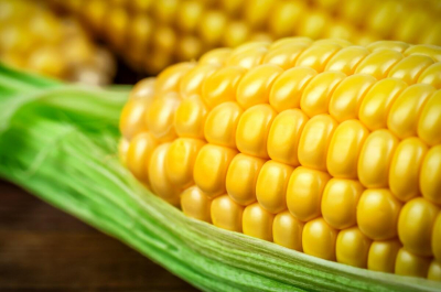 Депутат предложил расширить переработку кукурузы в Казахстане