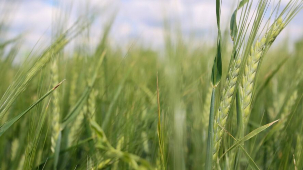 Дачникам может грозить большой штраф за заросший травой участок &ndash; подробности 10/04/2026 &ndash; Новости