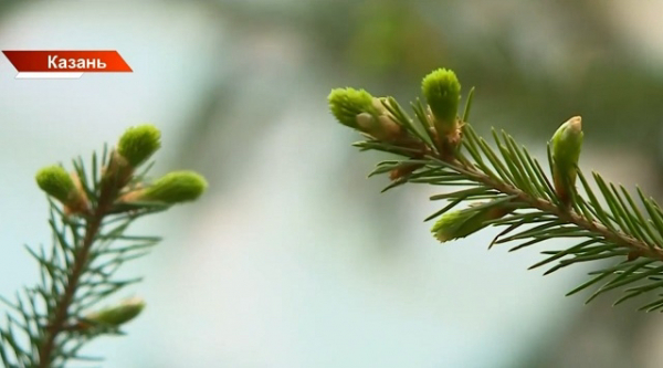 От +7 до +19 за неделю: погодные качели ждут центр России в начале мая