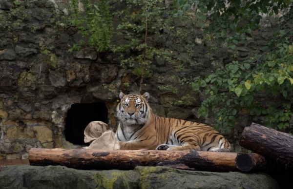 В&nbsp;Индии тигр напал на&nbsp;зашедшего в&nbsp;лес фермера