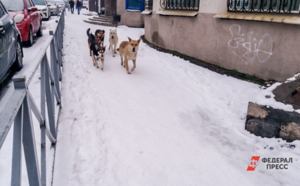 Ярмарки и выставки животных отменены в Тюменской области из-за бешенства: грозит ли опасность