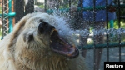 В Алматинском зоопарке назвали причину смерти медведя Тома, перевезённого из Праги