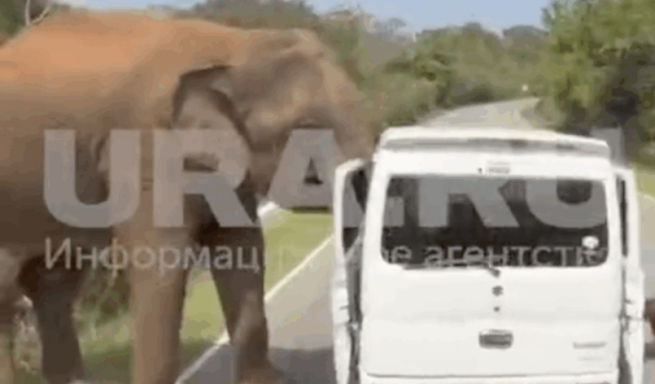 Дикий слон атаковал автомобиль с туристами из Казани на Шри-Ланке