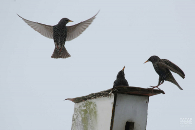 Весенняя миграция птиц: грачи прилетели раньше, а скворцам негде гнездиться