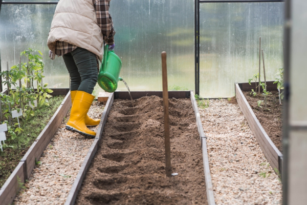 Ни капли химии &mdash; ни следа фитофторы: чем обработать семена перца перед посевом