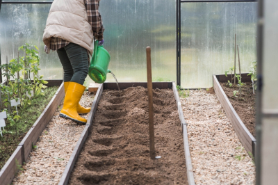Ни капли химии &mdash; ни следа фитофторы: чем обработать семена перца перед посевом