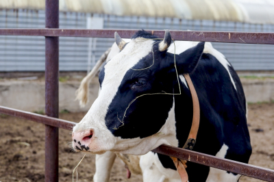 Свердловские аграрии прогорели 300 млн рублей из-за низких цен на молоко