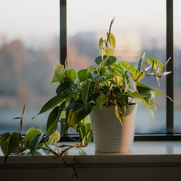 Почему зимой растениям нужен ламповый свет