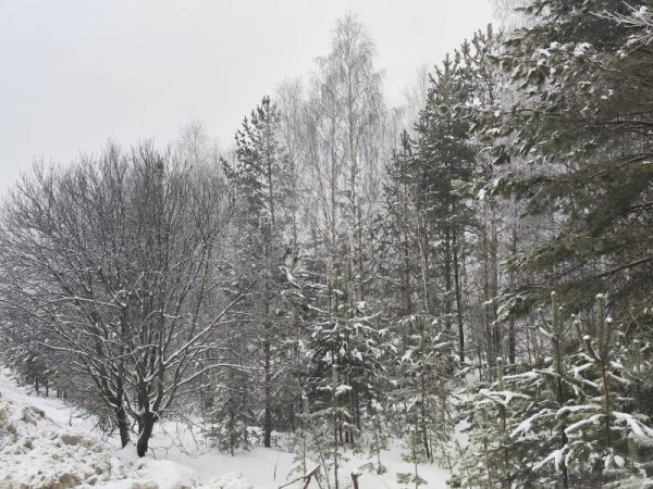 Эксперты озвучили главные опасности при возобновлении поисков семьи Усольцевых