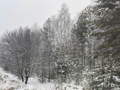 Эксперты озвучили главные опасности при возобновлении поисков семьи Усольцевых