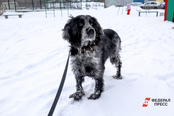 &laquo;Никто платить не будет&raquo;: почему налог на собак обречен на провал