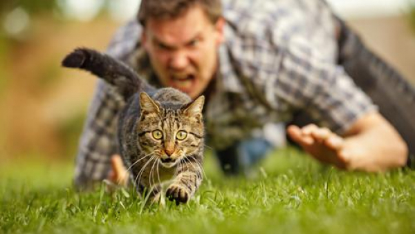 Мужчина, который вел себя с кошками как злая собака, заинтересовал полицию