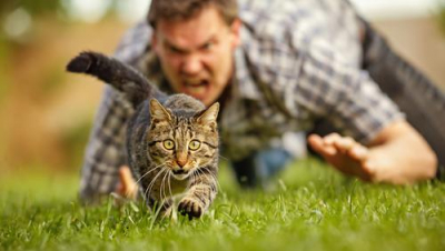 Мужчина, который вел себя с кошками как злая собака, заинтересовал полицию