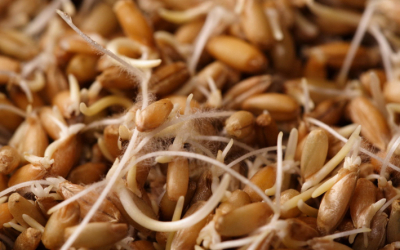 В Айтекебийском районе 80 тонн семян зерновых оказались непригодными из–за паводка