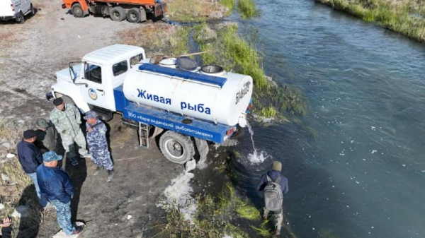 251 тысячу карпов выпустили в озеро Балхаш