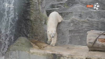 Что известно о гибели в Алматы полярного медведя Тома, привезенного из Праги?