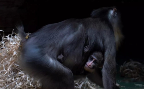 В Египте нашли 17-миллионолетнего предка всех человекообразных обезьян