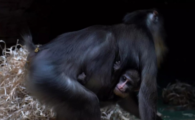 В Египте нашли 17-миллионолетнего предка всех человекообразных обезьян