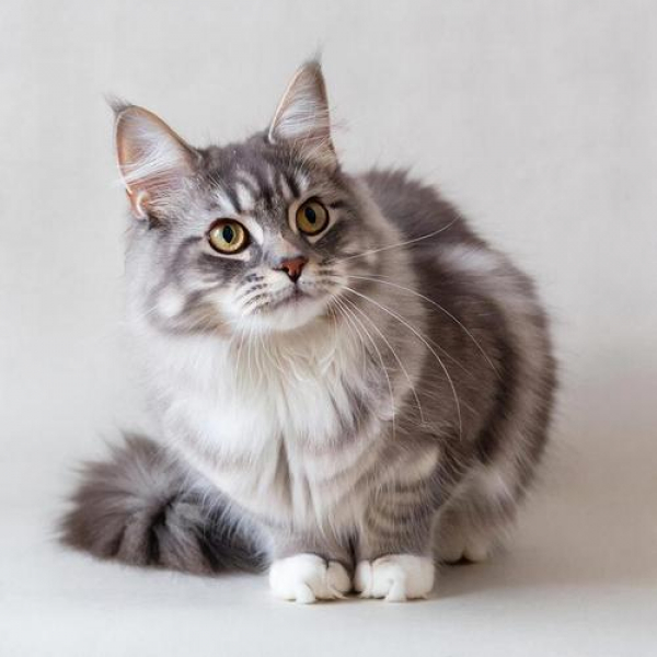 Жительница Тюменской области умерла от бешенства после укуса кошки в лесу