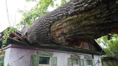 &quot;За спил просят 450 тысяч&quot;: столетний дуб упал на крышу дома в Алматы (фото, видео)