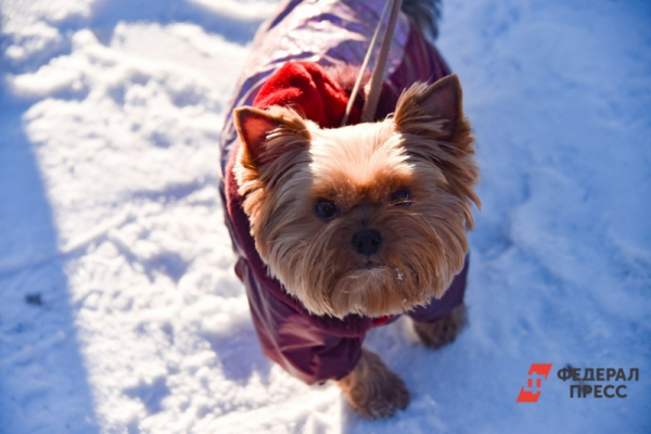 Питомец с гарантией: в России могут ввести обязательную сертификацию породистых животных
