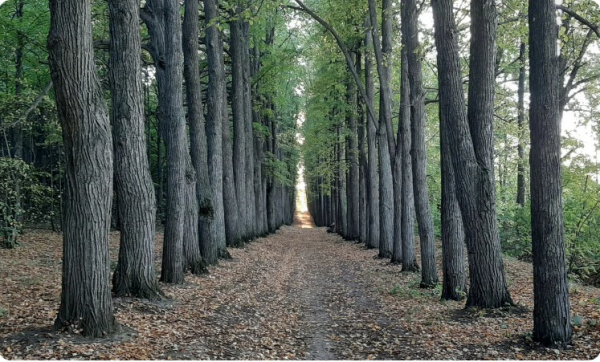 Суд признал парк усадьбы Нарышкиных-Паулуччи объектом культурного наследия