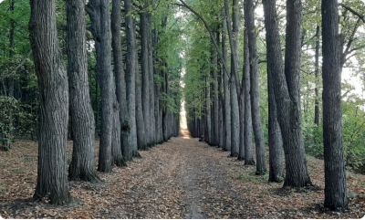 Суд признал парк усадьбы Нарышкиных-Паулуччи объектом культурного наследия