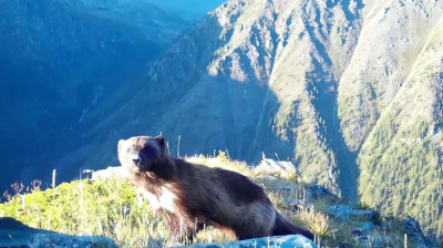 В ВКО фотоловушки сняли галерею «портретов» обитателей тайги