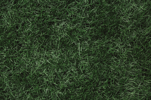 В Британии 11-летняя школьница нашла человеческие останки у футбольного поля