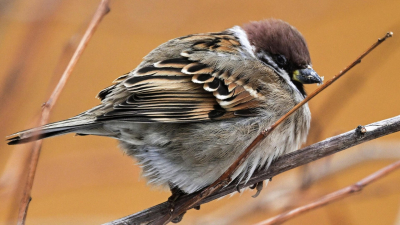 Воробьи в городах страдают ожирением из-за фастфуда, заявила биолог Феоктистова