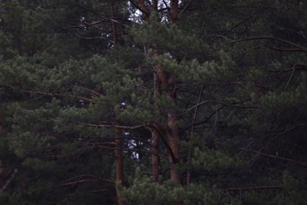 Двух мужчин из Азнакаево наказали условно за вырубку леса на сумму в 4,5 млн