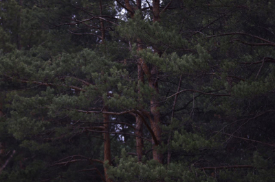 Двух мужчин из Азнакаево наказали условно за вырубку леса на сумму в 4,5 млн