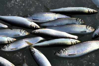 Российский регион накрыл селедочный апокалипсис