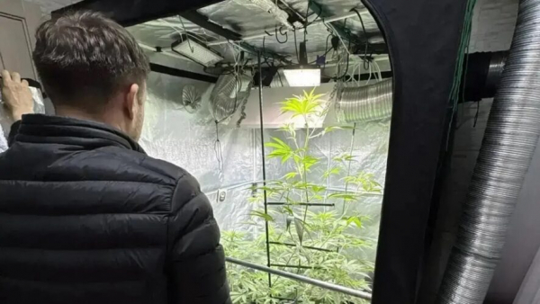 Полицейские изъяли четыре килограмма наркотиков у казанца, который выращивал их в своей квартире 10/04/2026 &ndash; Новости