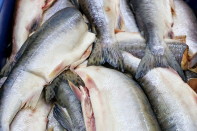 Названа самая подешевевшая рыба в России