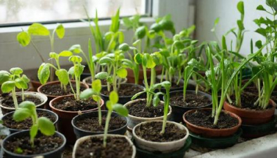 Руки чешутся заняться огородом? Что пора сеять в феврале, а с чем лучше подождать?