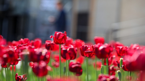Татарстанцев ждет сокращенная рабочая неделя: в какой день будет выходной 16/03/2026 &ndash; Новости