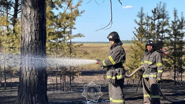 В Абайской области произошел лесной пожар