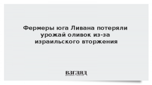 Фермеры юга Ливана потеряли урожай оливок из-за израильского вторжения