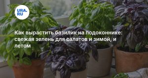 Как вырастить базилик на подоконнике: свежая зелень для салатов и зимой, и летом